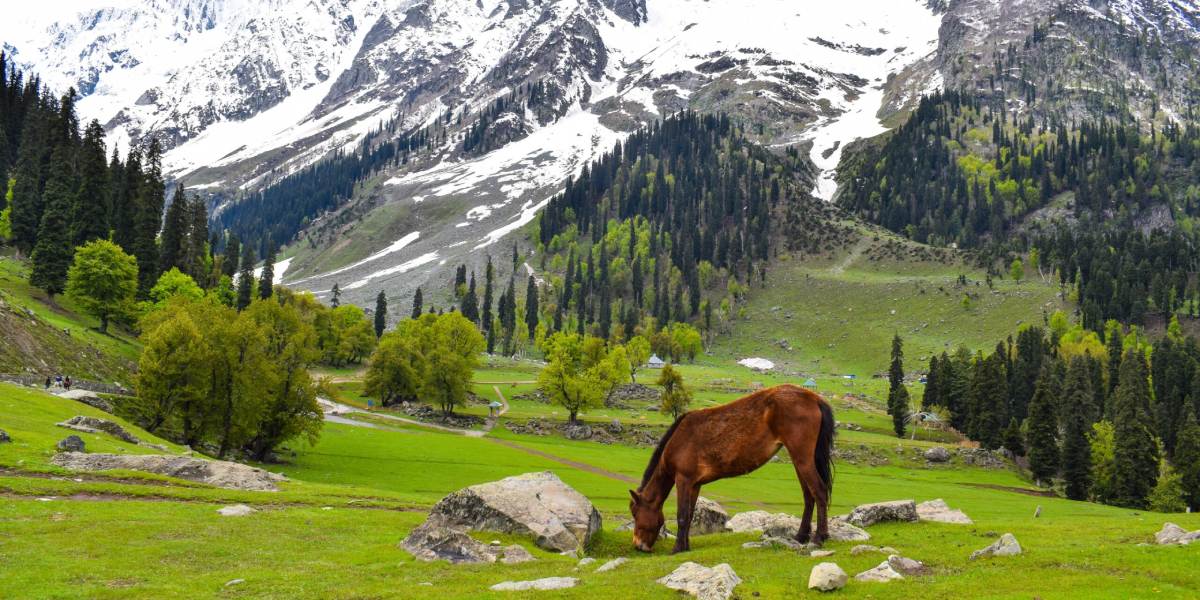 Serene Srinagar Getaway from Chandigarh – 5 Days