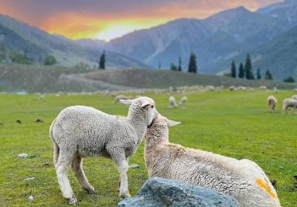 Amritsar to Kashmir Hill Stations: Gulmarg, Pahalgam & Sonmarg Tour